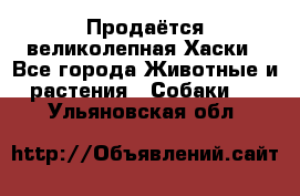 Продаётся великолепная Хаски - Все города Животные и растения » Собаки   . Ульяновская обл.